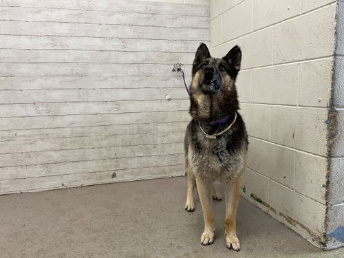 picture of the dog needing adoption