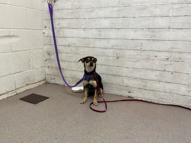 adoptable Dog in San Bernardino, CA named MAE