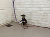 adoptable Dog in  named MAE