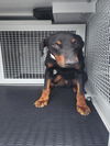 adoptable Dog in  named FRANK