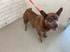adoptable Dog in  named SID