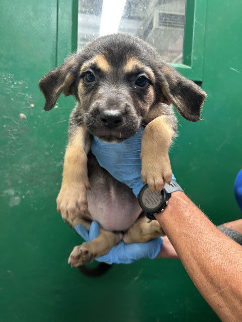 adoptable Dog in San Bernardino, CA named BUBBLES