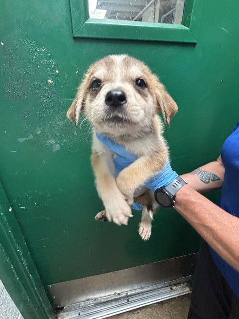 adoptable Dog in San Bernardino, CA named FUZZY LUMPKINS