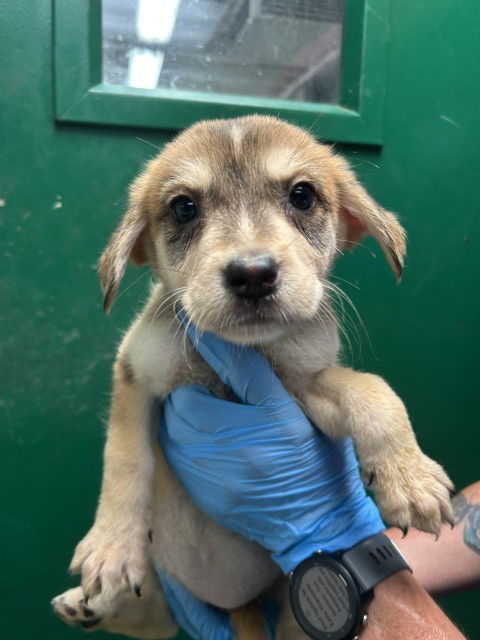 adoptable Dog in San Bernardino, CA named BLOSSOM