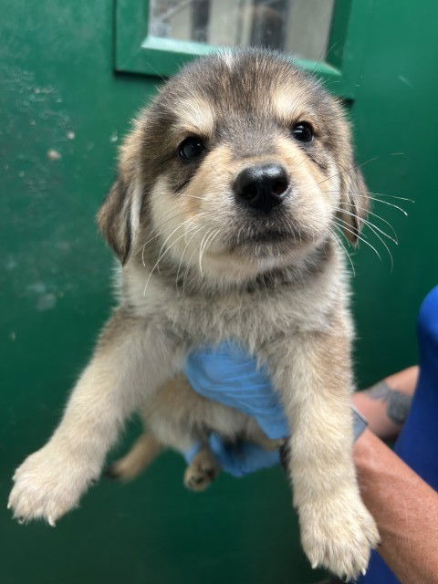 adoptable Dog in San Bernardino, CA named MOJO JOJO