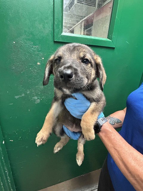adoptable Dog in San Bernardino, CA named MASK SCARA