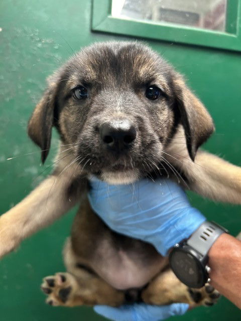 adoptable Dog in San Bernardino, CA named SARA BELLUM