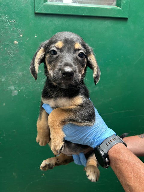 adoptable Dog in San Bernardino, CA named MS KEANE