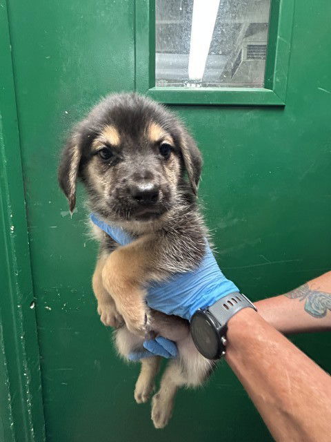 adoptable Dog in San Bernardino, CA named BOOMER