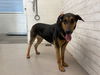 adoptable Dog in  named LILO