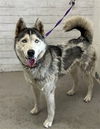 adoptable Dog in  named JESSIE