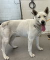 adoptable Dog in  named KAT