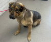 adoptable Dog in  named THURSDAY