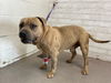 adoptable Dog in  named BUCK