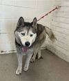 adoptable Dog in  named MOODY