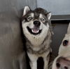 adoptable Dog in  named MEEKO