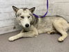 adoptable Dog in  named DEAN