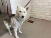 adoptable Dog in  named PHOEBUS