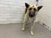 adoptable Dog in  named SAMMY