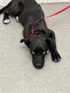 adoptable Dog in  named ECLAIR