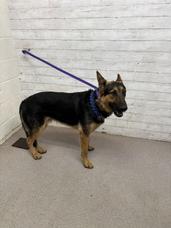 adoptable Dog in San Bernardino, CA named LUXOR