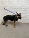 adoptable Dog in  named LUXOR