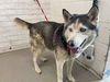 adoptable Dog in  named CHARLIE