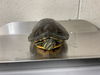 adoptable Turtle in  named FLOR