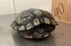 adoptable Turtle in  named BLOSSOM