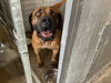 adoptable Dog in  named MAI