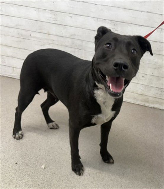 adoptable Dog in San Bernardino, CA named CANNOLI