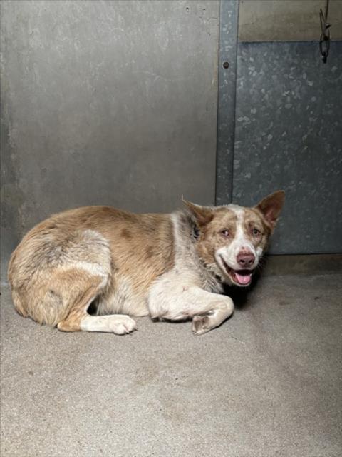 adoptable Dog in San Bernardino, CA named AUSTIN