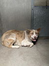 adoptable Dog in  named AUSTIN