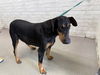 adoptable Dog in  named RUBY