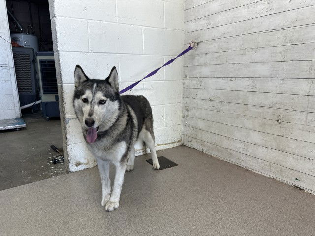 adoptable Dog in San Bernardino, CA named DAKOTA
