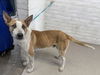 adoptable Dog in  named DEX