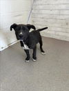 adoptable Dog in  named ONYX