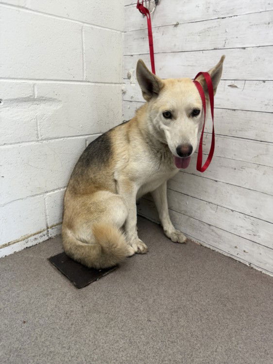 adoptable Dog in San Bernardino, CA named JESS