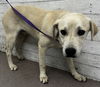 adoptable Dog in  named SAMSON