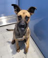 adoptable Dog in  named JOE