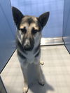 adoptable Dog in  named THOR