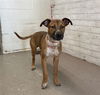 adoptable Dog in  named BUCK