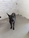 adoptable Dog in  named DOLLY