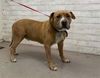adoptable Dog in  named ELMER