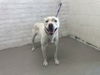 adoptable Dog in  named LUCY