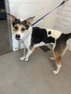adoptable Dog in  named HERO