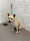 adoptable Dog in  named LEVI