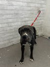 adoptable Dog in  named KODA