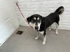 adoptable Dog in  named LENNY
