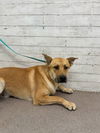 adoptable Dog in  named IVAN